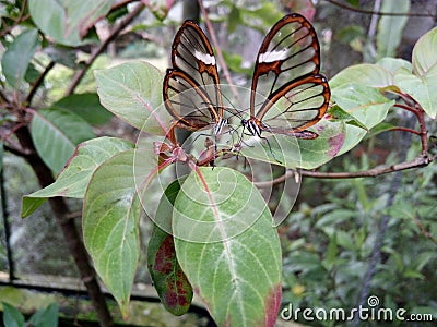 Glasswing butterfly Stock Photo