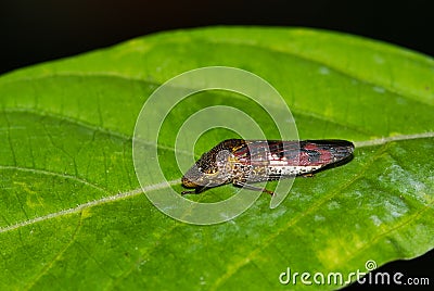 Glassy-Winged Sharpshooter Homalodisca vitripennis on a Crepe Myrtle leaf. Stock Photo