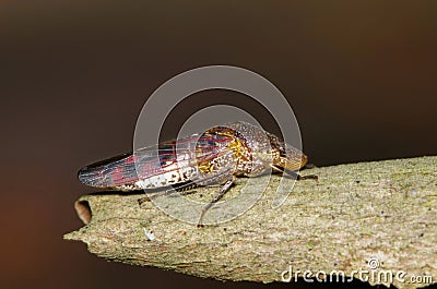Glassy-Winged Sharpshooter (Homalodisca vitripennis) on a Crepe Myrtle tree. Stock Photo