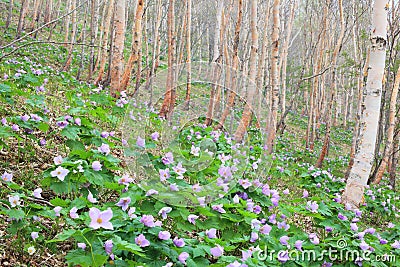 Glaucidium palmatum and White birch Stock Photo