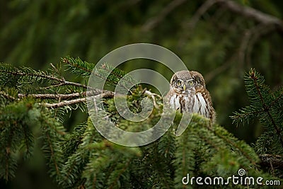 Glaucidium passerinum. It is the smallest owl in Europe. It occurs mainly in northern Europe. Stock Photo