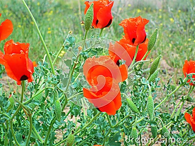 Glaucium grandiflorum , Grand-Flowered Horned Poppy flower Stock Photo