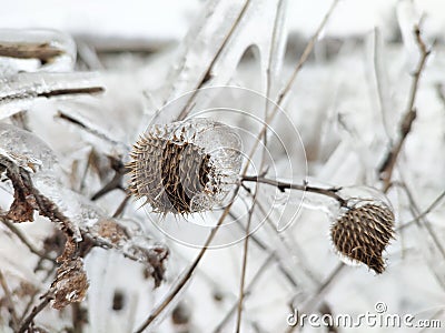 Glaze ice on frozen plant on storm in winter field Stock Photo