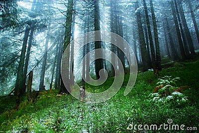 Gleams in the green forest with fur-trees after the first snow Stock Photo
