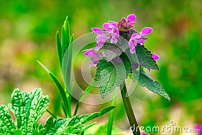 Glechoma hederacea or Creeping Charlie or Catsfoot wild flower Stock Photo