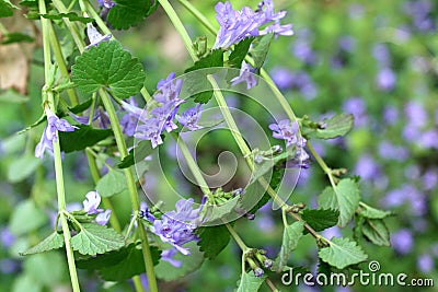 Glechoma Hederacea / Creeping Charlie Stock Photo