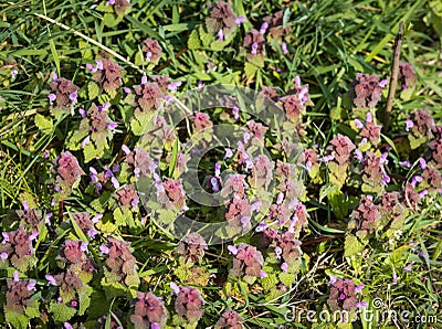 Dead nettle plant seen from above Stock Photo