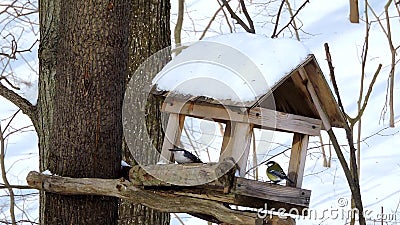 Gli uccelli mangiano semi e bacche di allattamento, nevicata, sopravvivenza invernale, uccelli che si nutrono archivi video Gli uccelli mangiano semi e bacche di allattamento, nevicata, sopravvivenza invernale, uccelli che si nutrono archivi video