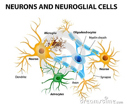 Glial cells in the brain Vector Illustration