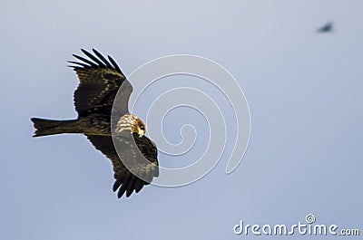 The Glider Stock Photo