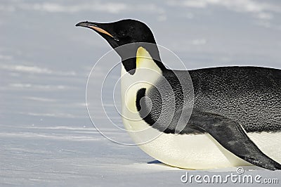 Gliding Antarctic penguin Stock Photo