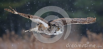 Gliding Great Horned Owl Stock Photo