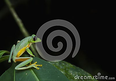 Gliding leaf frog Stock Photo