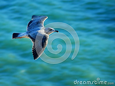 Gliding over the sea Stock Photo