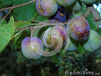 Glistening acorns and leaves in Hertfordshire Parkland Stock Photo