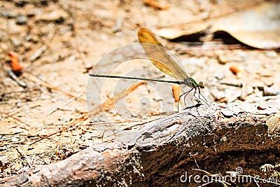 Glistening Demoiselle Stock Photo