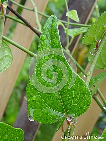 Glistening Freshness: Rain-Kissed Young Green Leaves Stock Photo