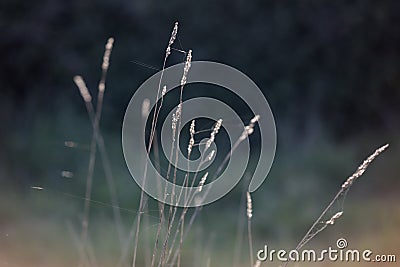 Glistening grass at sunset Stock Photo