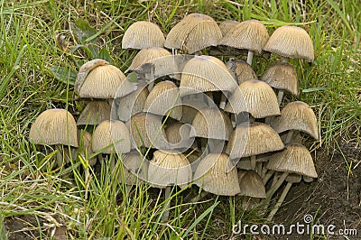 Glistening Ink Cap Fungi Stock Photo