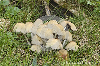 Glistening Inkcap Stock Photo