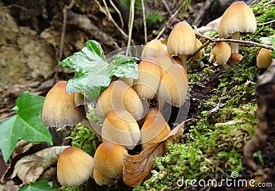 Glistening Inkcap mushrooms fruiting on dead wood. Stock Photo