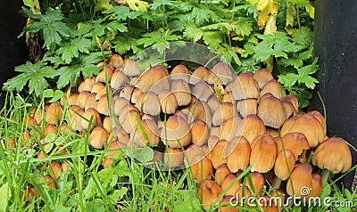 Glistening inkcap mushrooms in grass Stock Photo