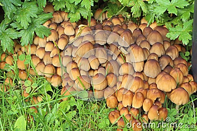 Glistening inkcap mushrooms in grass Stock Photo