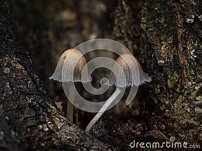 Glistening Inkcaps Fungi in Cleft of Tree Stock Photo