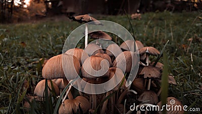 Glistening Inky Cap Mushrooms also known as Mica Cap or Shiny Cap. Coprinellus micaceus plant in the green grass Stock Photo