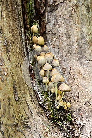 Glistening Inky Cap Mushrooms Growing In Decaying Tree Stump Stock Photo