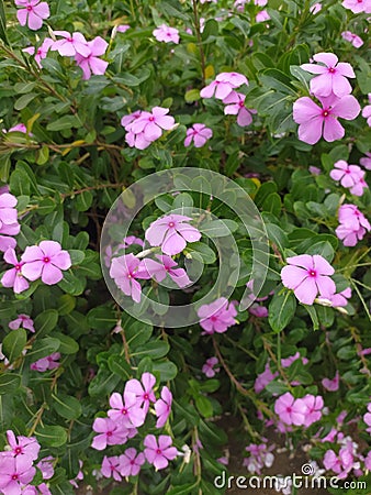 Glistening Pink Periwinkle Petals After Rain Stock Photo