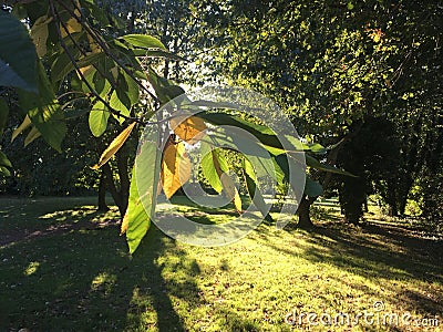 Glistening trees in Hertfordshire orchard, UK Stock Photo