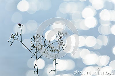 Glistening water with a little flower. Stock Photo