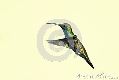 Glittering, brightly lit hummingbird in flight with wings in motion. Stock Photo