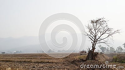 Global warming affects to dryland rice farming. Stock Photo