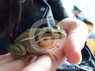 Globally Threatened Australian Frog Litorea Aurea Stock Photo