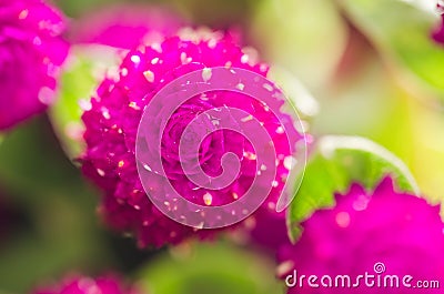 Globe Amaranth or Bachelor Button flower Stock Photo