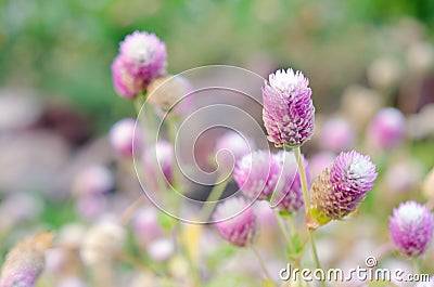 Globe Amaranth Flower blurred background Stock Photo