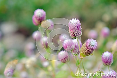 Globe Amaranth Flower with selective focus and blurred background Stock Photo