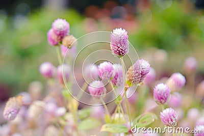 Globe Amaranth Flower with selective focus and blurred background Stock Photo