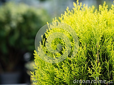 Globe arborvitae thuja occidentalis Stock Photo