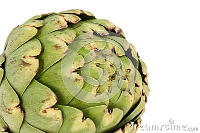 Globe Artichoke Stock Photo