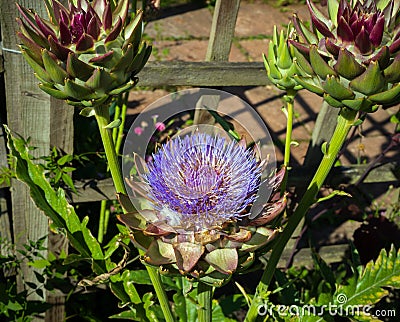 Globe artichoke head bud Fresh homegrown green vegetable growing in summer kitchen garden Stock Photo