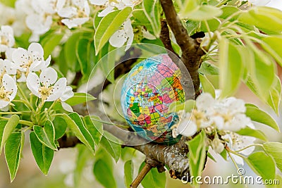 Globe in a flowering tree. Sakura or apple tree flowers. Save the nature. Enviroment. April 22 earth day theme. Summer day, Stock Photo