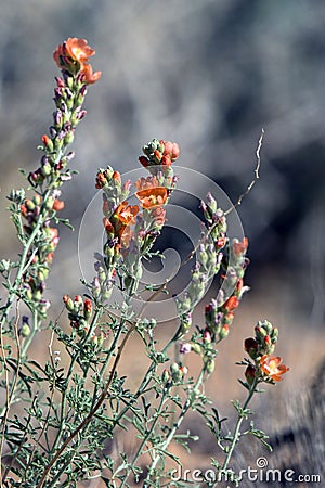 Stand of Globe Mallow wildflowers in spring Stock Photo