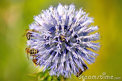 Globe thistle with bees Stock Photo