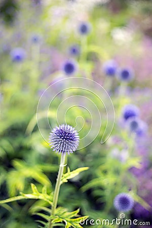 Globe thistles Stock Photo