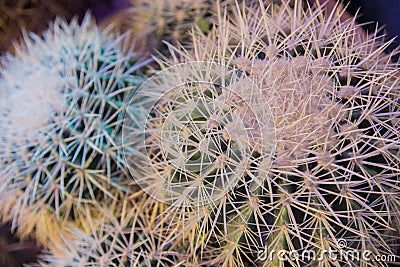 Globular Notocactus close-up Stock Photo