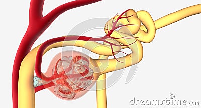 Glomerulonephritis is a group of renal conditions characterized Stock Photo