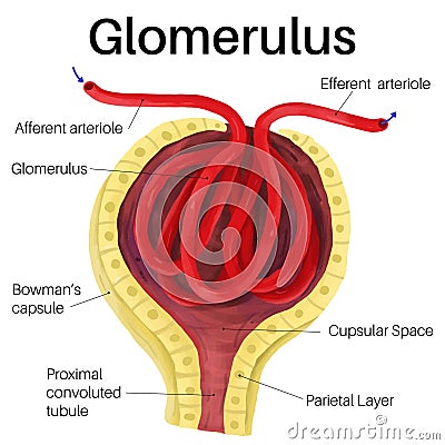The glomerulus is a network of small blood vessels. Vector Illustration